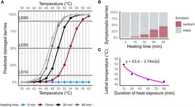Wind speed, sun exposure and water status alter sunburn susceptibility of grape berries